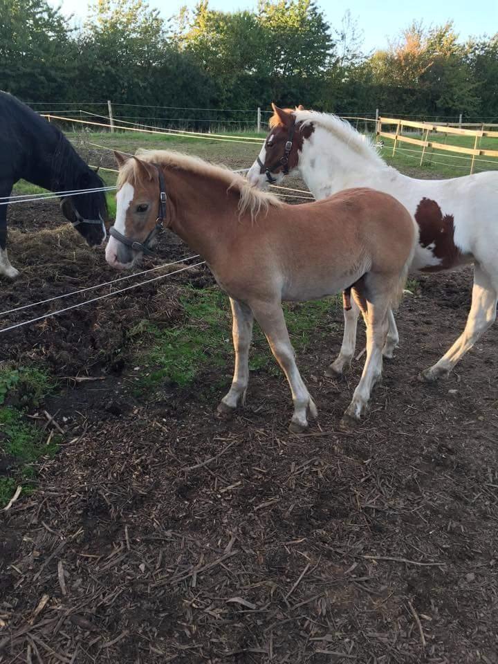 Welsh Partbred (Sec F) Macanahs Little Fellow  - Sommeren 15 billede 16