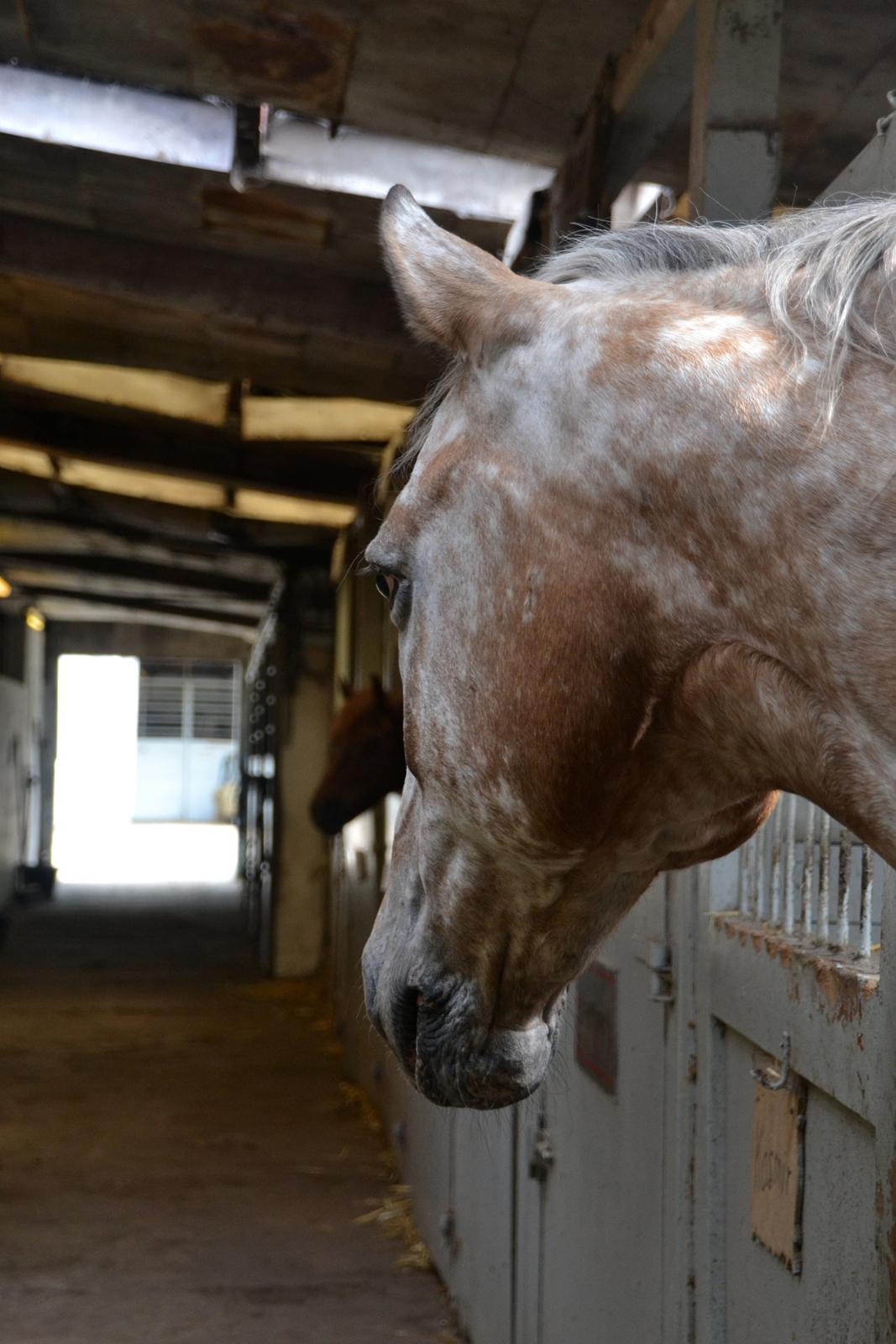 Anden særlig race Kasmir  billede 16