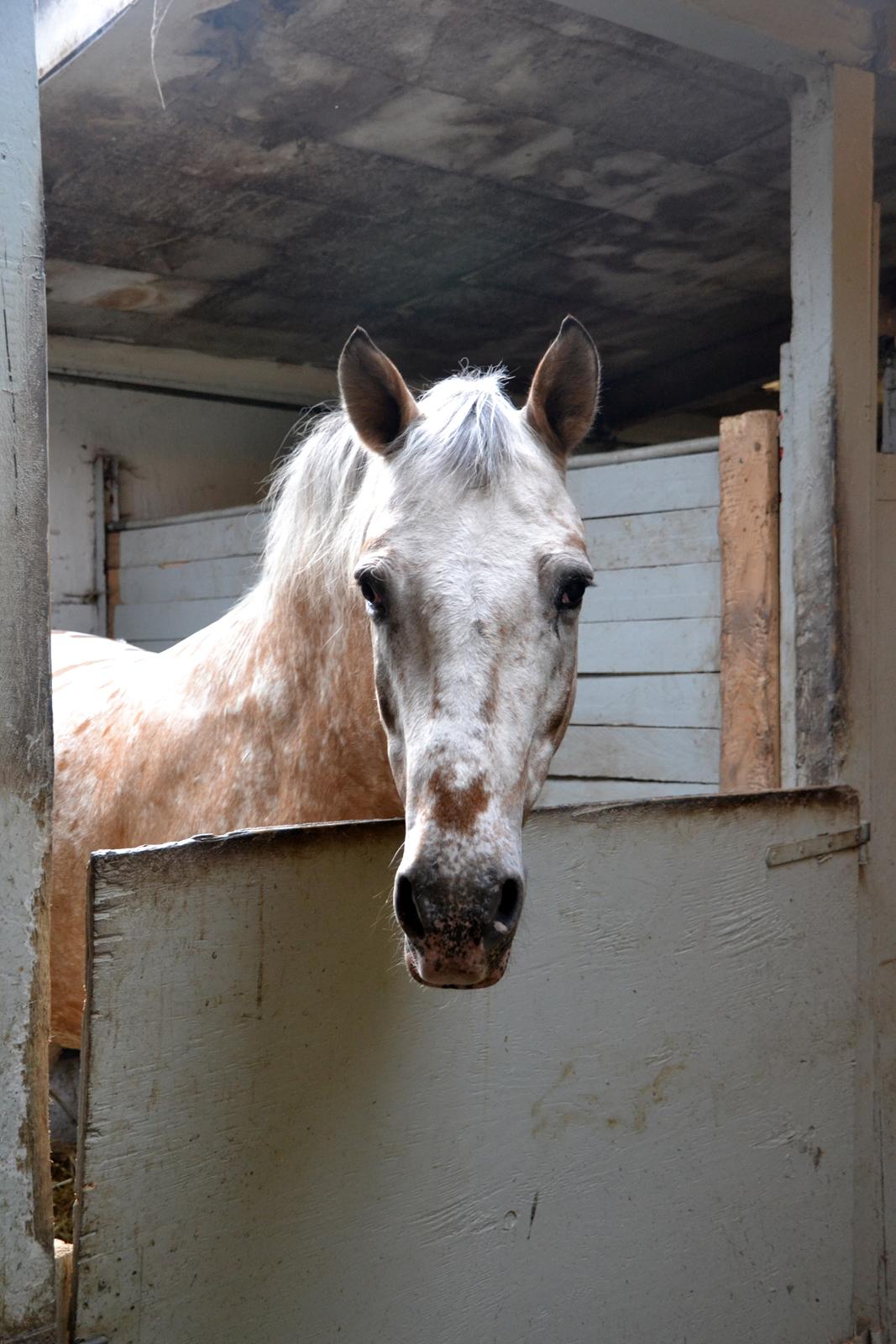 Anden særlig race Kasmir  billede 17