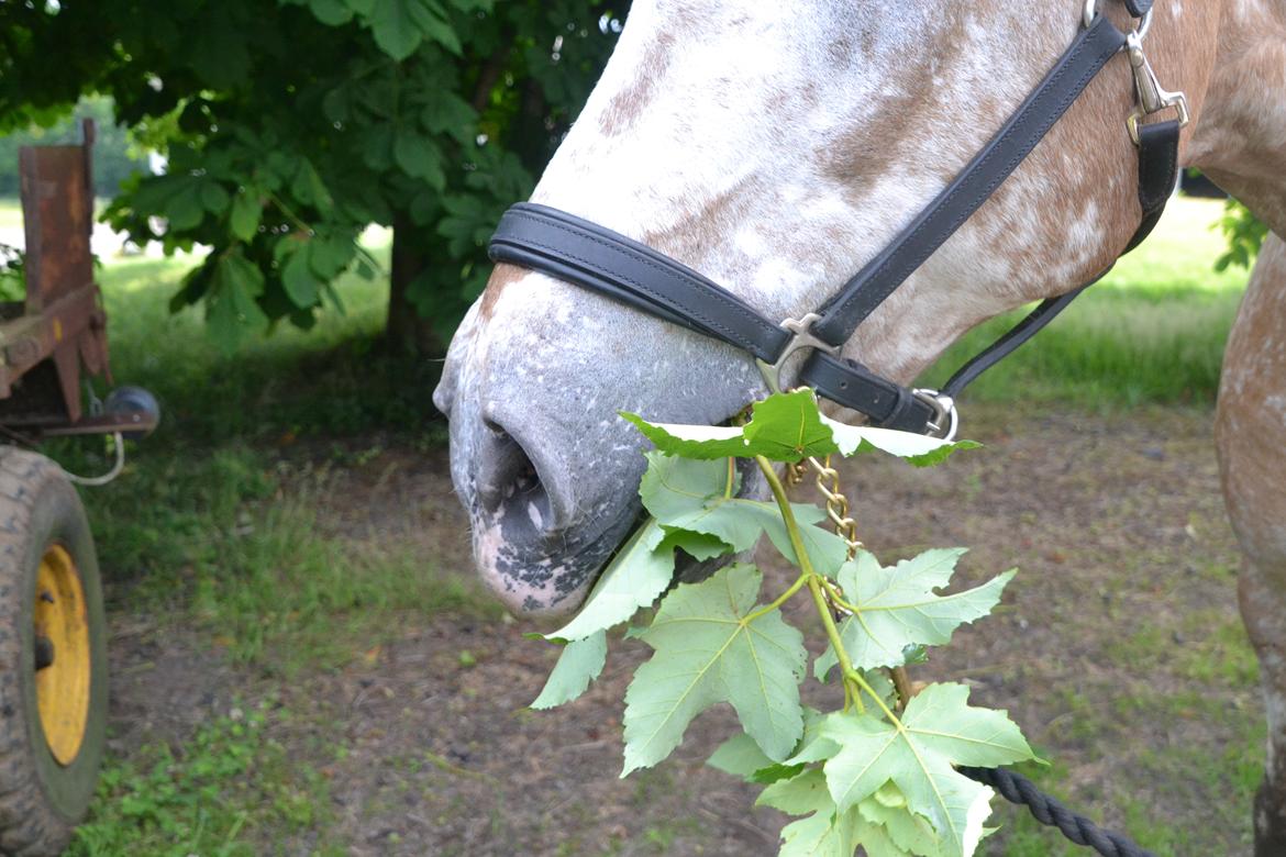 Anden særlig race Kasmir  billede 14