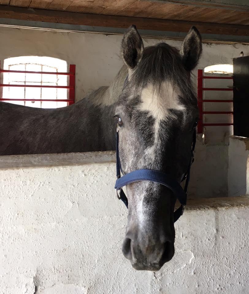 Dansk Varmblod Vedkiær's Caspian - 1. dag i stalden <3 baby pretty face billede 26