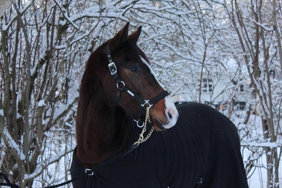 Anden særlig race Holmegaards Dicarpac - Billede taget af mig. billede 9