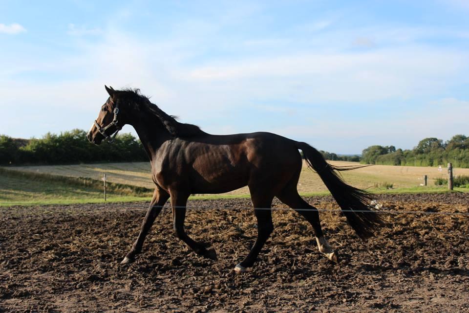 Anden særlig race Holmegaards Dicarpac - Dagen hvor Diks ankom - hvor vi udemærket var klar over hans stand. - Billede taget af mig. billede 3