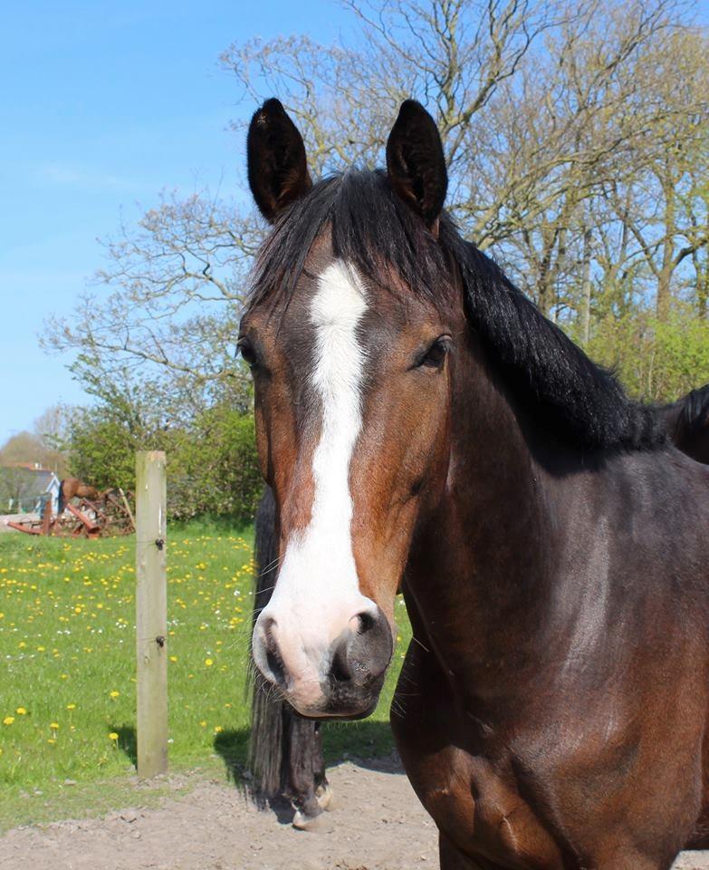 Anden særlig race Holmegaards Dicarpac billede 8