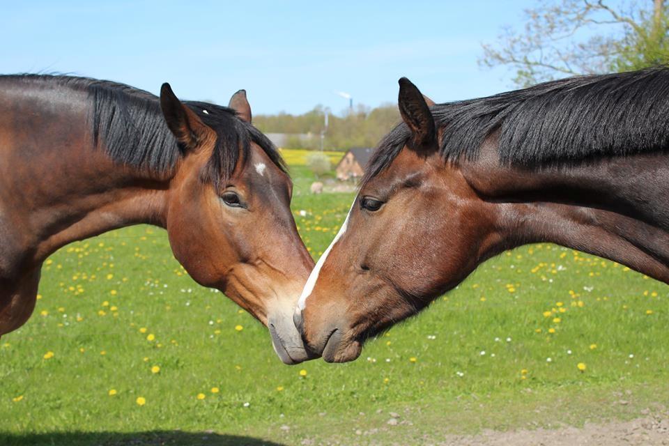 Anden særlig race Holmegaards Dicarpac - Diks med hans "storebror" Padde - Billede taget af mig. billede 11
