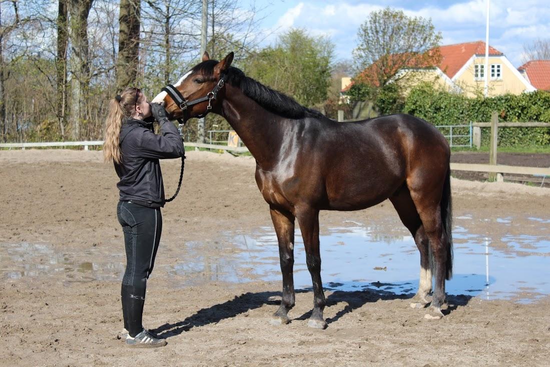 Anden særlig race Holmegaards Dicarpac billede 10