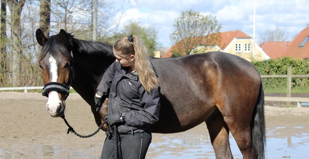 Anden særlig race Holmegaards Dicarpac billede 1