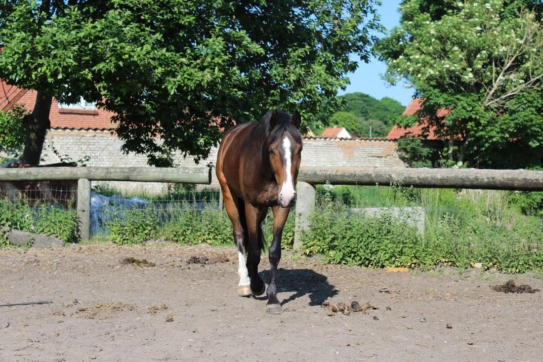 Anden særlig race Holmegaards Dicarpac - Billede taget af mig. billede 12