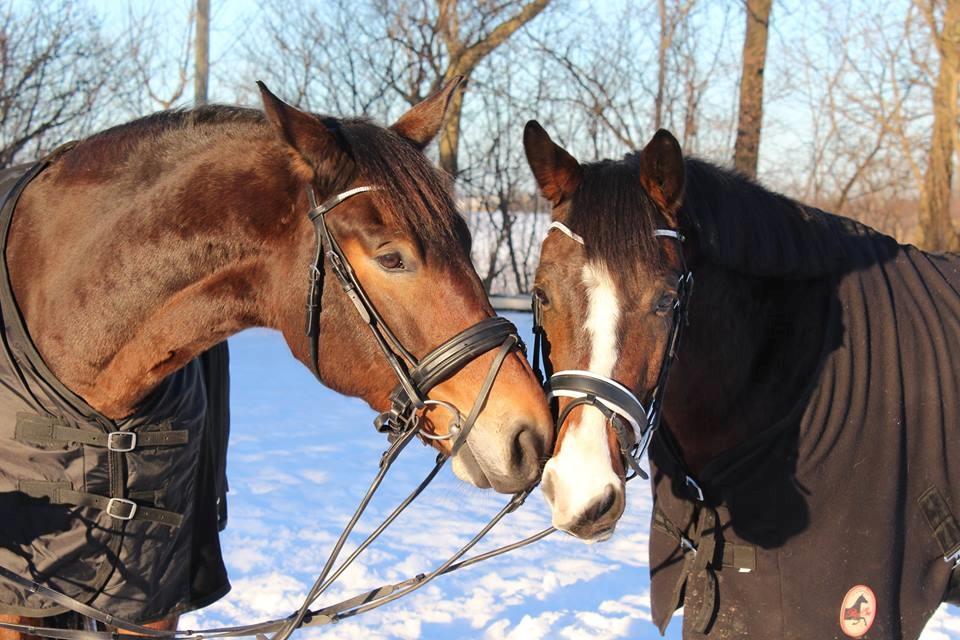 Anden særlig race Holmegaards Dicarpac - Diks med hans "storebror" Padde :) - Billede taget af mig. billede 7
