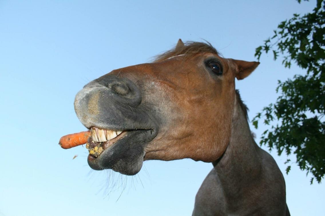 Anden særlig race Staldens salina billede 5