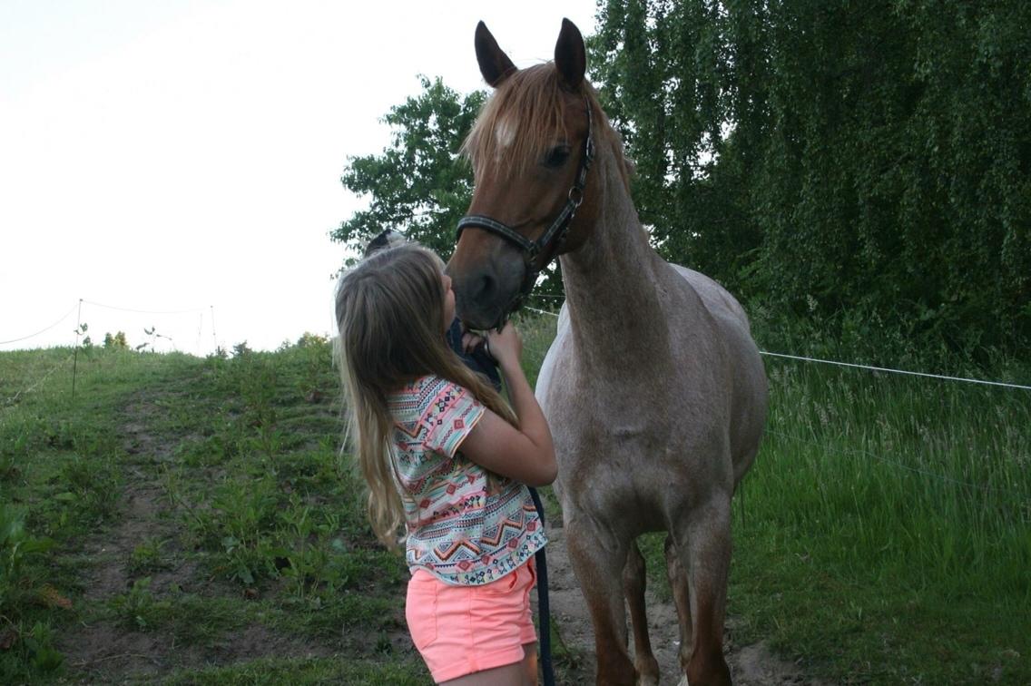 Anden særlig race Staldens salina billede 7