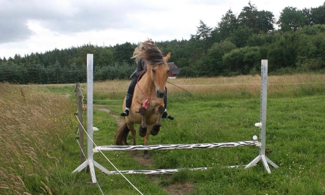Anden særlig race Maude af mølleagergård billede 6