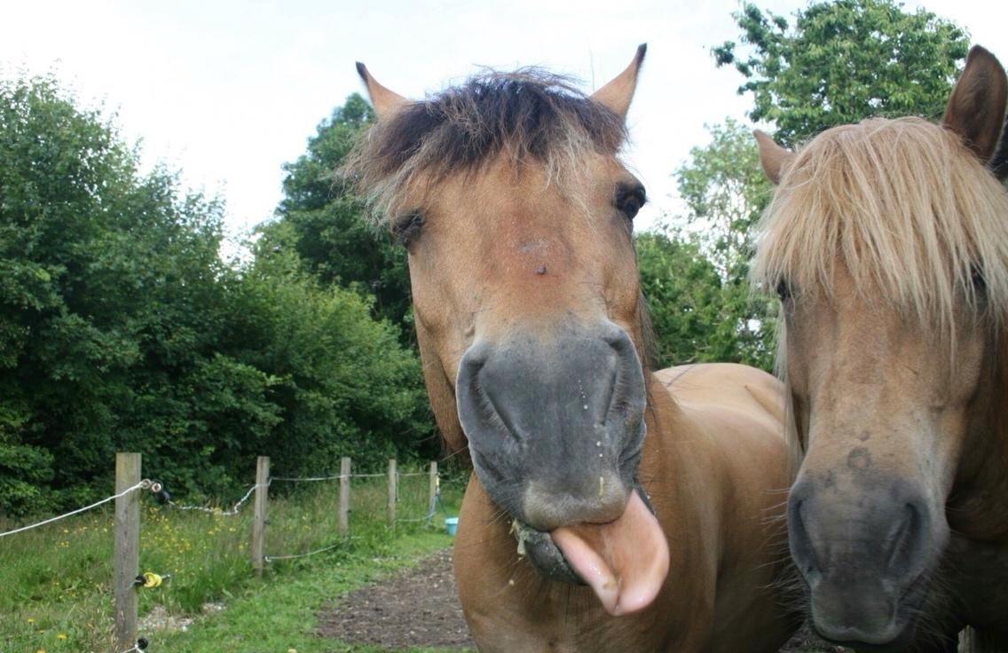 Anden særlig race Maude af mølleagergård billede 8
