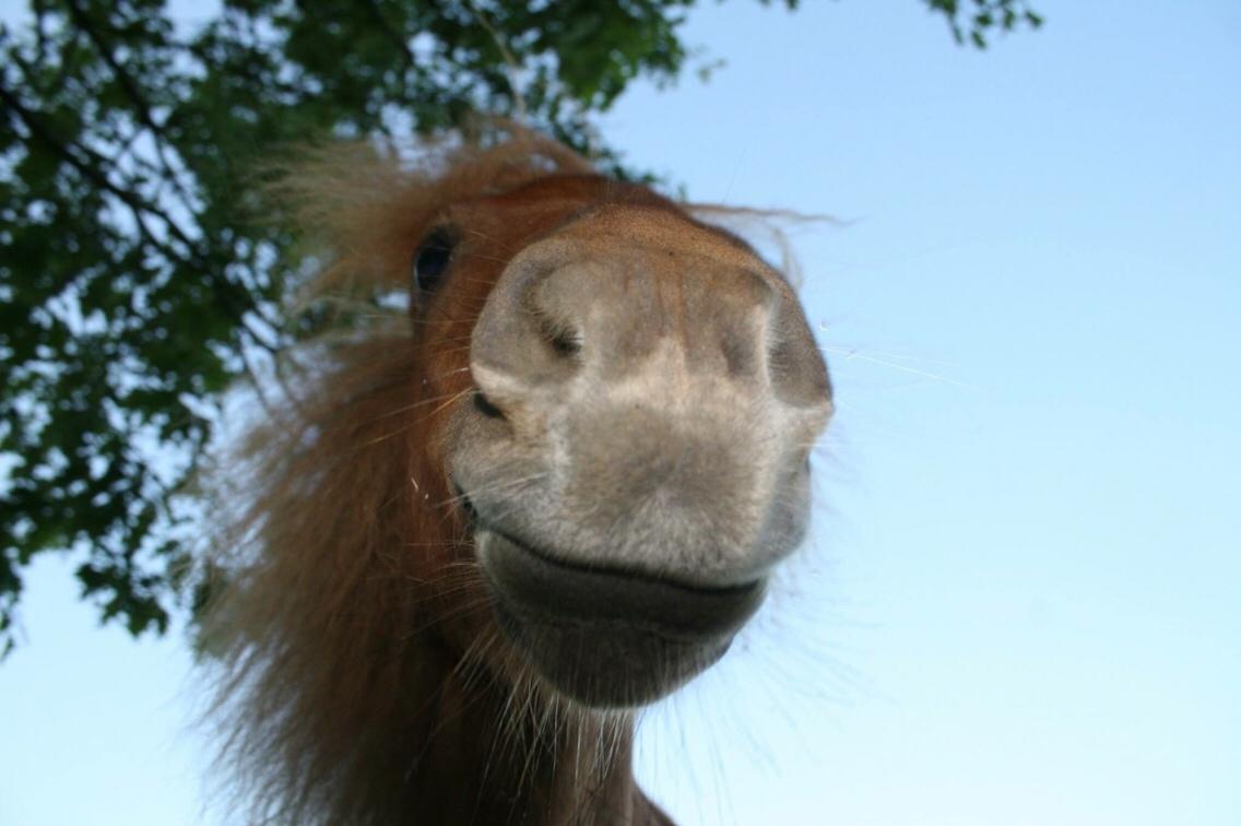Shetlænder Julius billede 1