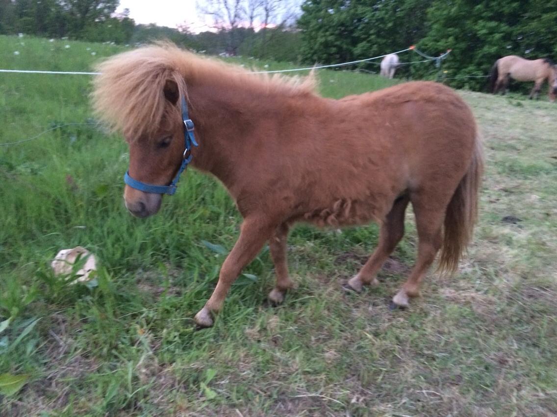 Shetlænder Julius billede 4