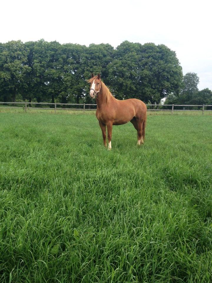 Frederiksborg - Prinsesse Tut (Musse) - ♥ Drømmehest ♥  Tut, 4år - sommer 2016. billede 1