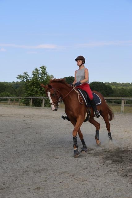 Hannoveraner Sans Sourci L'Derry Bell billede 2