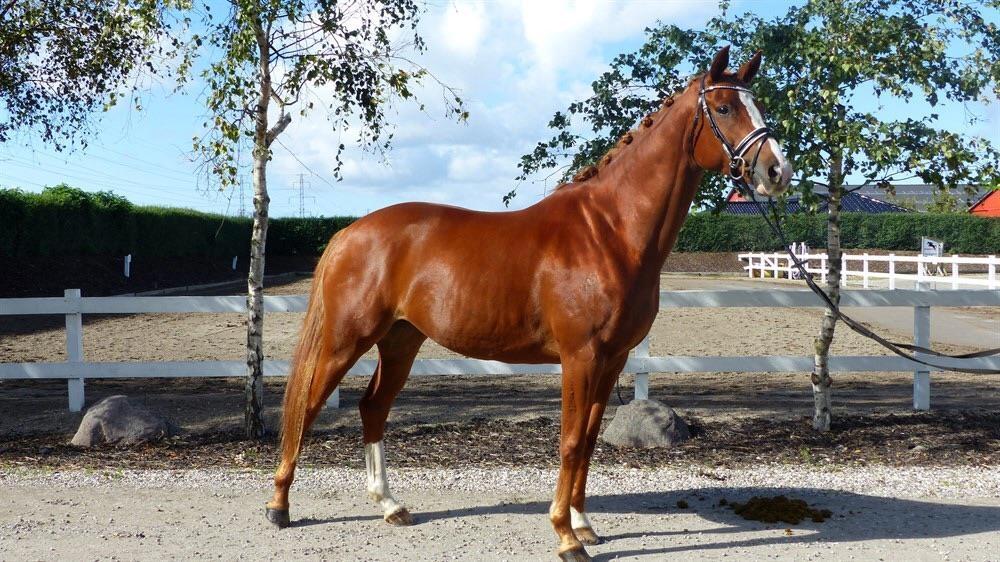 Hannoveraner Sans Sourci L'Derry Bell billede 3