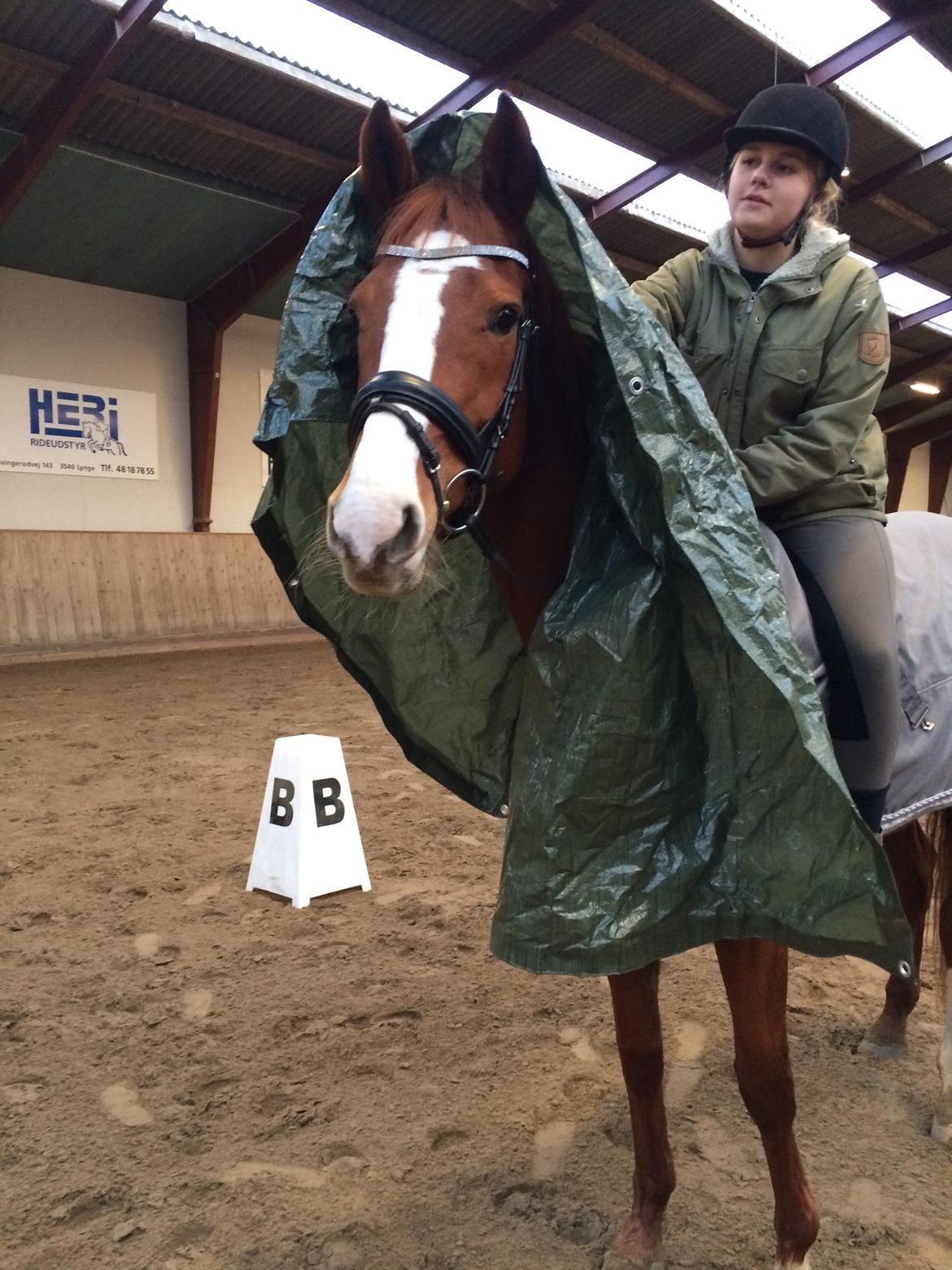 Hannoveraner Sans Sourci L'Derry Bell billede 4