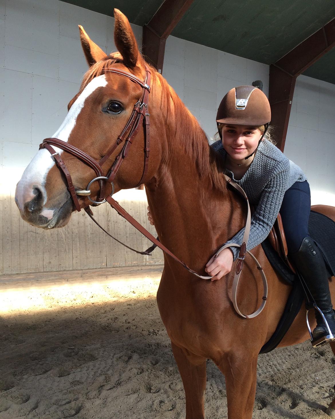 Hannoveraner Sans Sourci L'Derry Bell billede 5