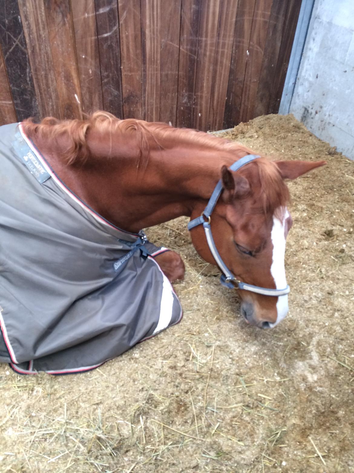 Hannoveraner Sans Sourci L'Derry Bell billede 6