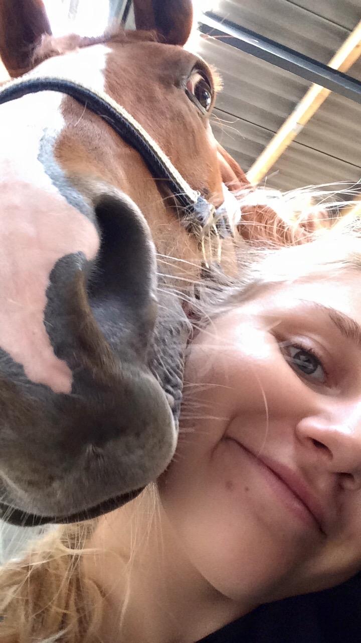 Hannoveraner Sans Sourci L'Derry Bell billede 7