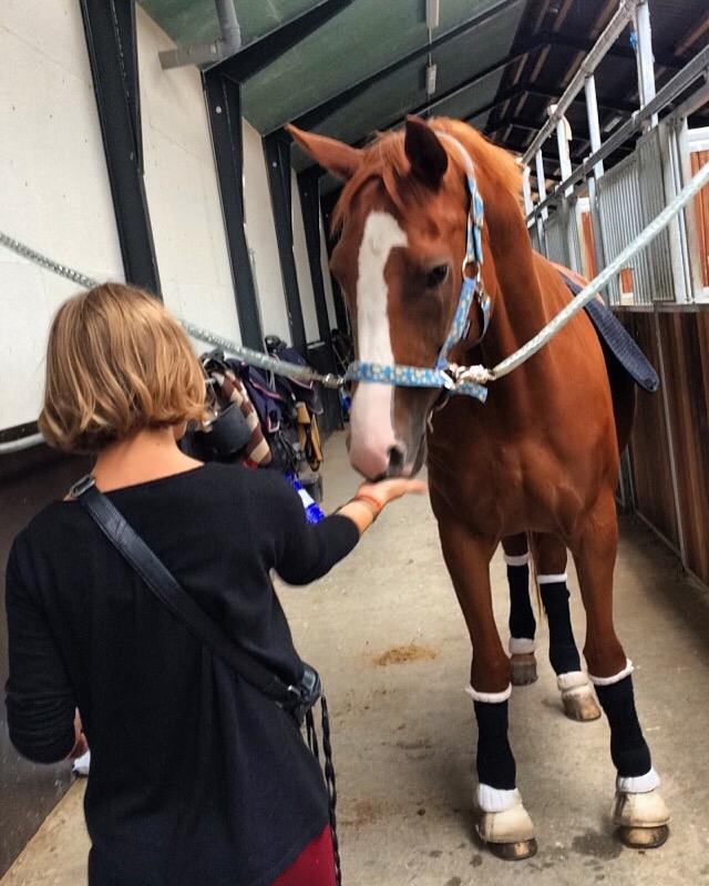 Hannoveraner Sans Sourci L'Derry Bell billede 9