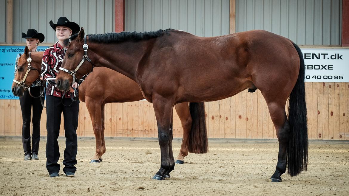 Quarter One Hot Destination - Halter til ride in show 2016. billede 14