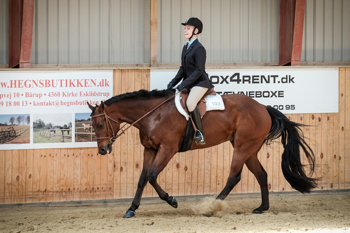 Quarter One Hot Destination - Ride in show 2016 billede 6