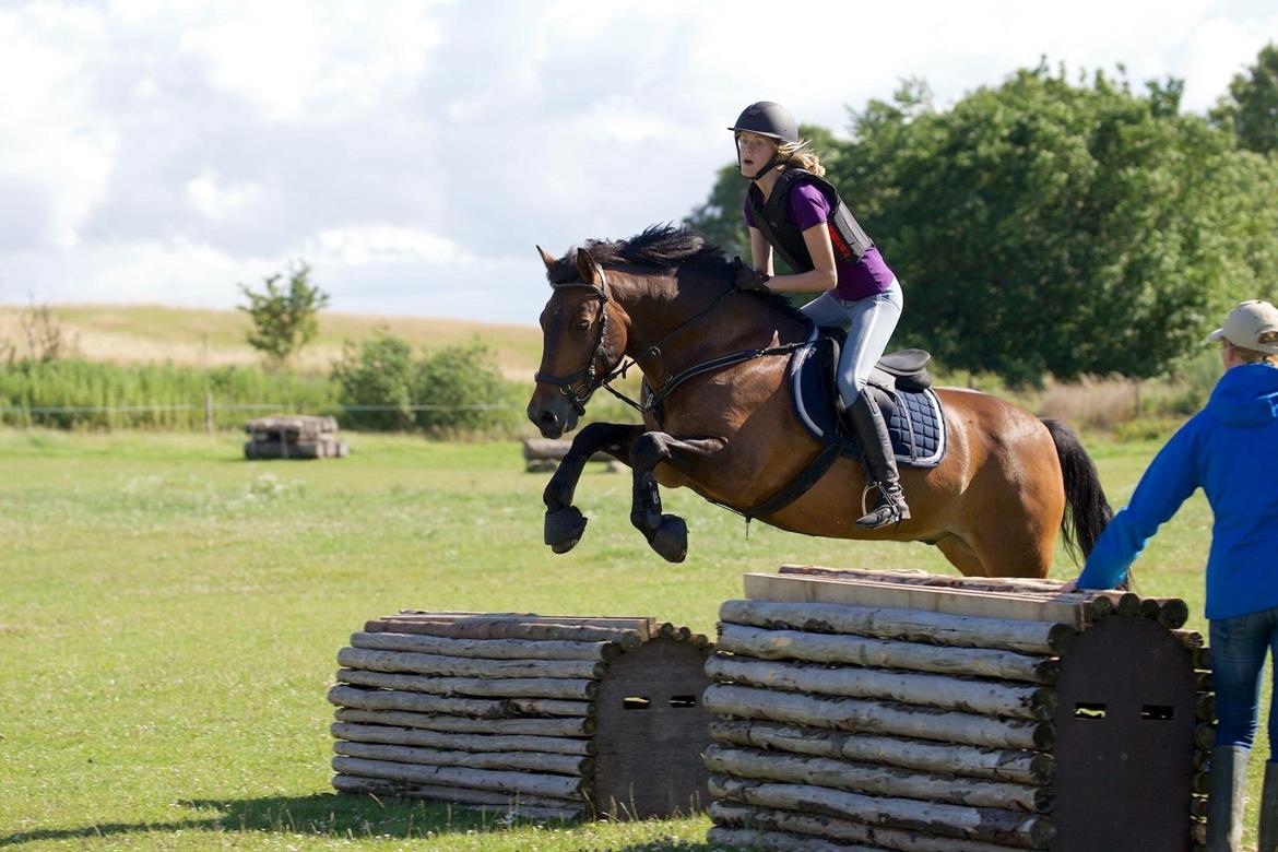 Anden særlig race Shja-shje billede 4