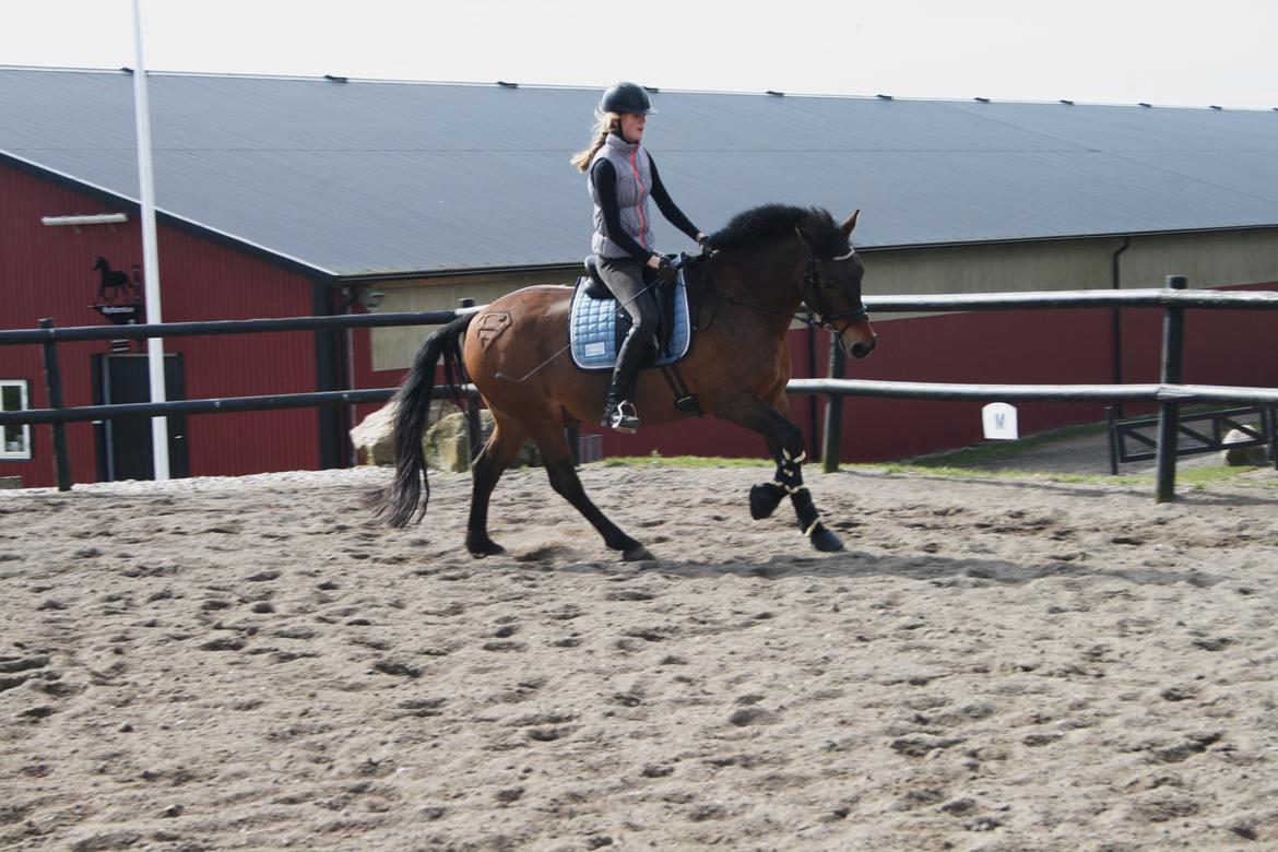 Anden særlig race Shja-shje billede 10