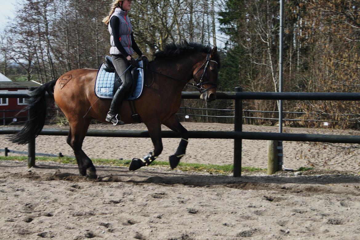 Anden særlig race Shja-shje billede 15