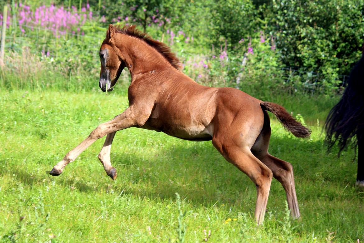 Anden særlig race Schokko La billede 5