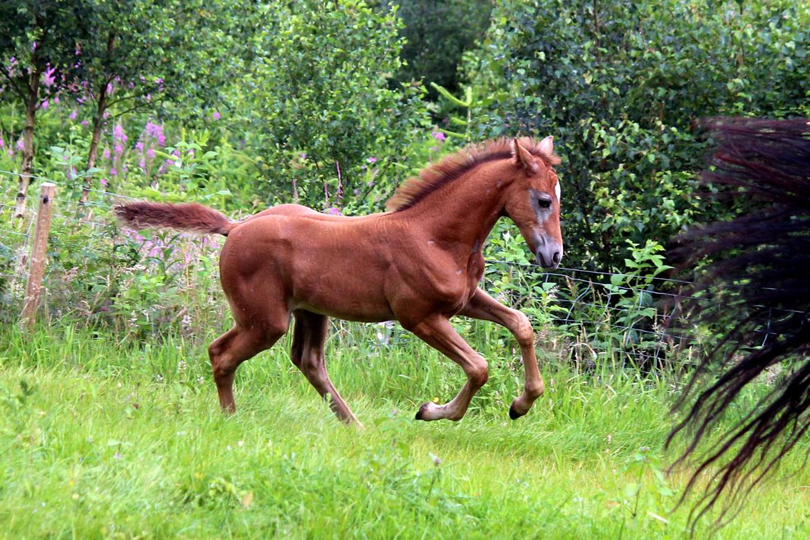 Anden særlig race Schokko La billede 6