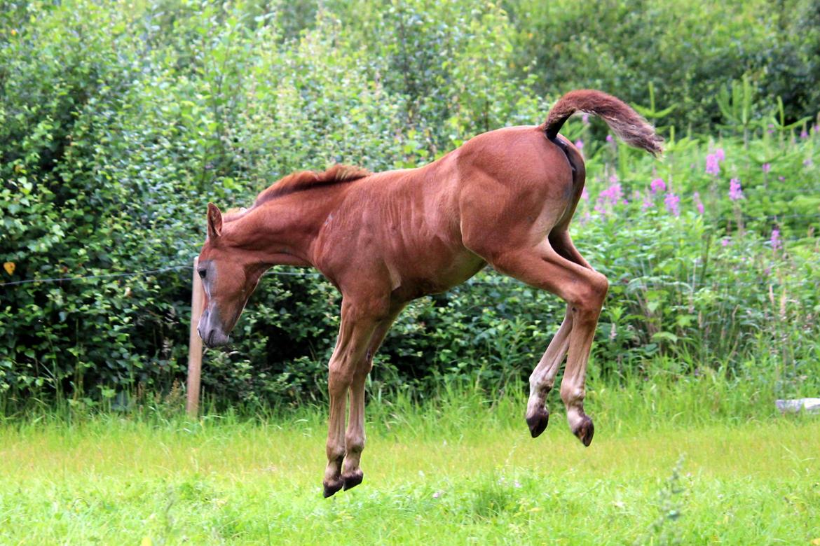 Anden særlig race Schokko La billede 7