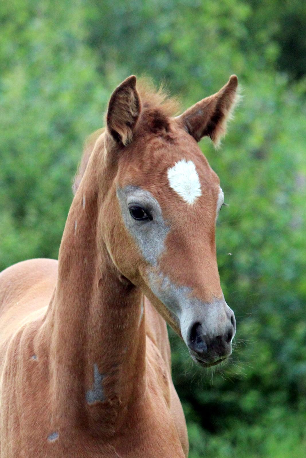 Anden særlig race Schokko La billede 2
