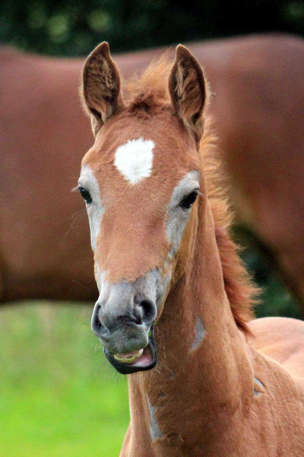 Anden særlig race Schokko La billede 8