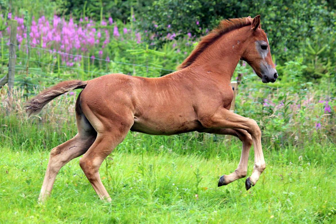 Anden særlig race Schokko La billede 3