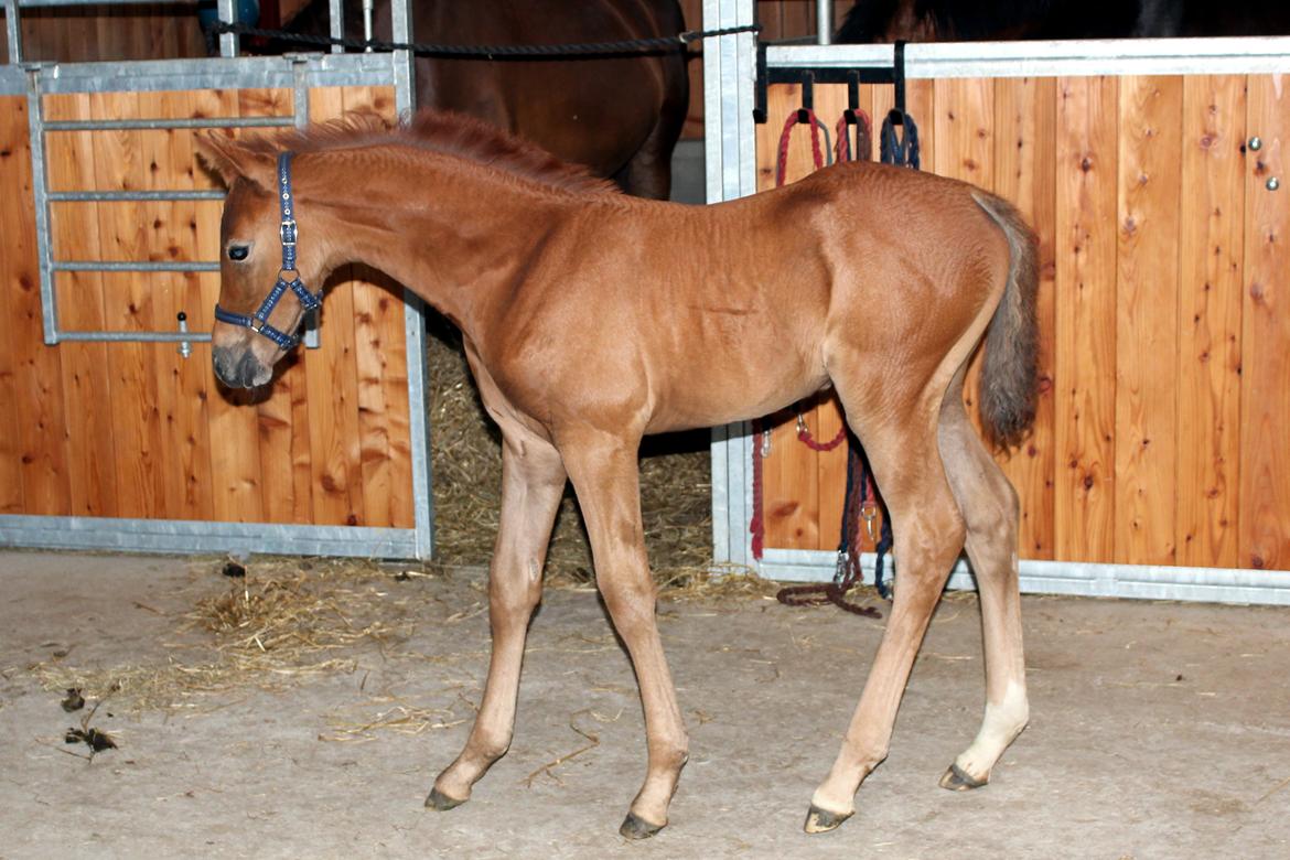 Anden særlig race Schokko La billede 10