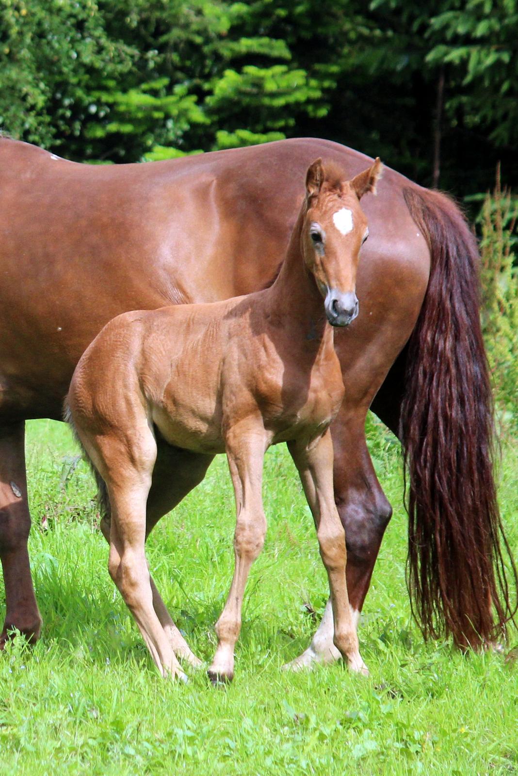 Anden særlig race Schokko La billede 11