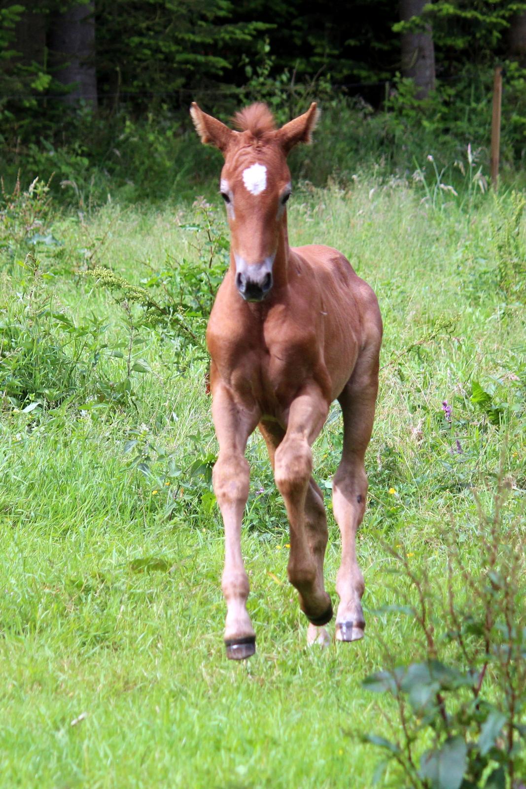 Anden særlig race Schokko La billede 14