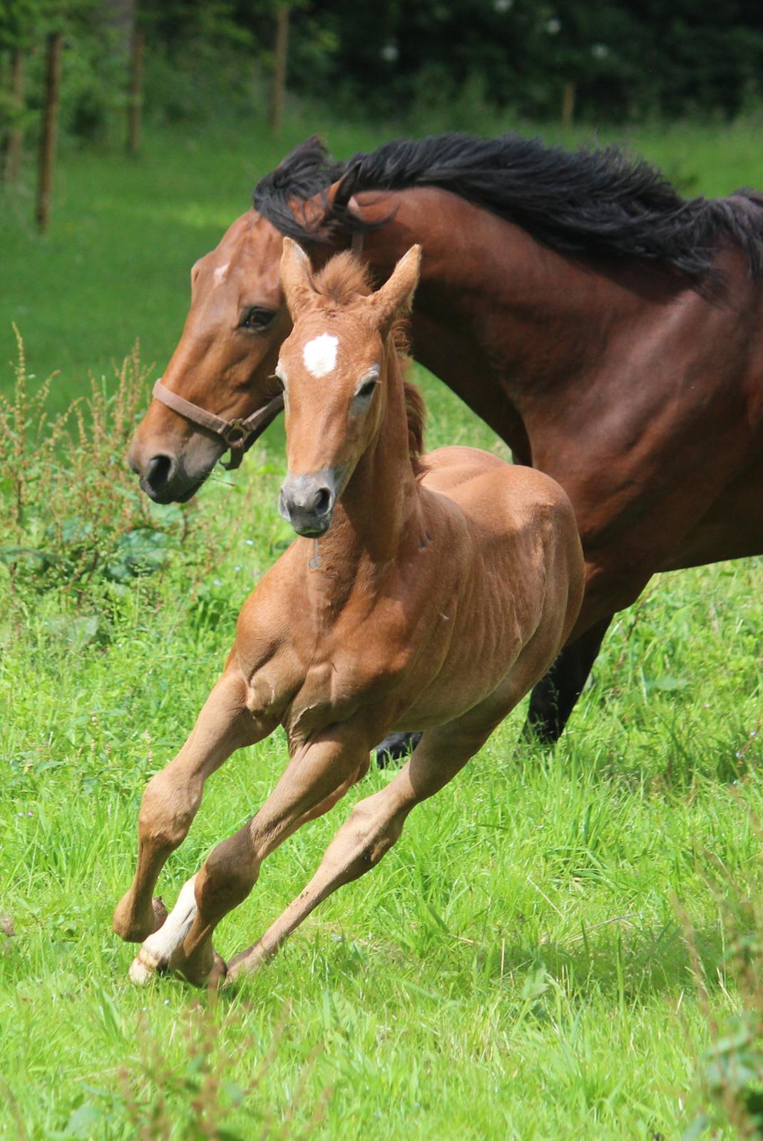 Anden særlig race Schokko La billede 12