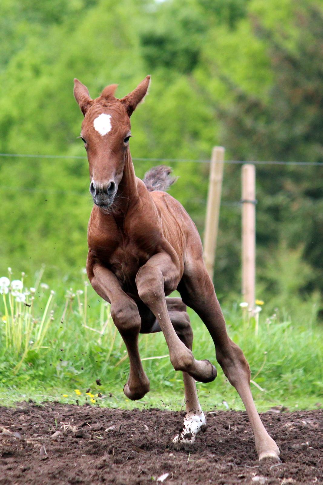 Anden særlig race Schokko La billede 16