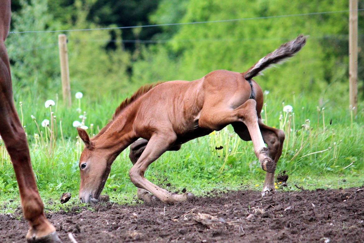 Anden særlig race Schokko La billede 17