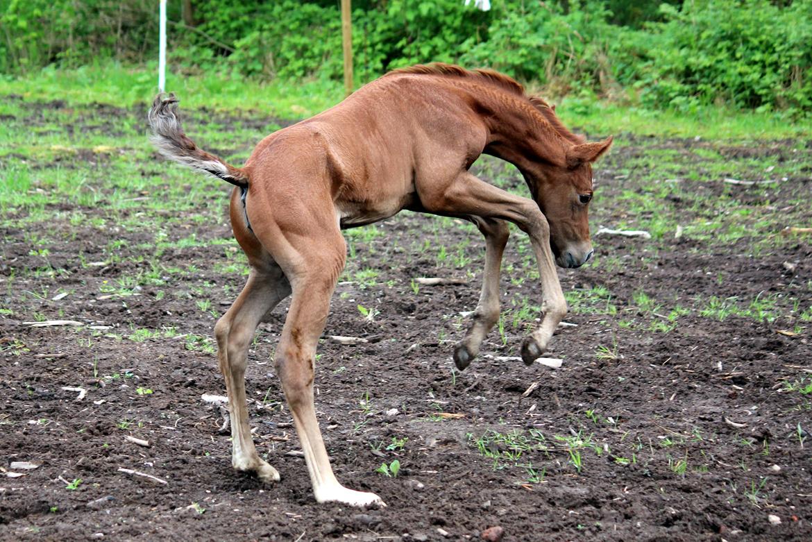 Anden særlig race Schokko La billede 15