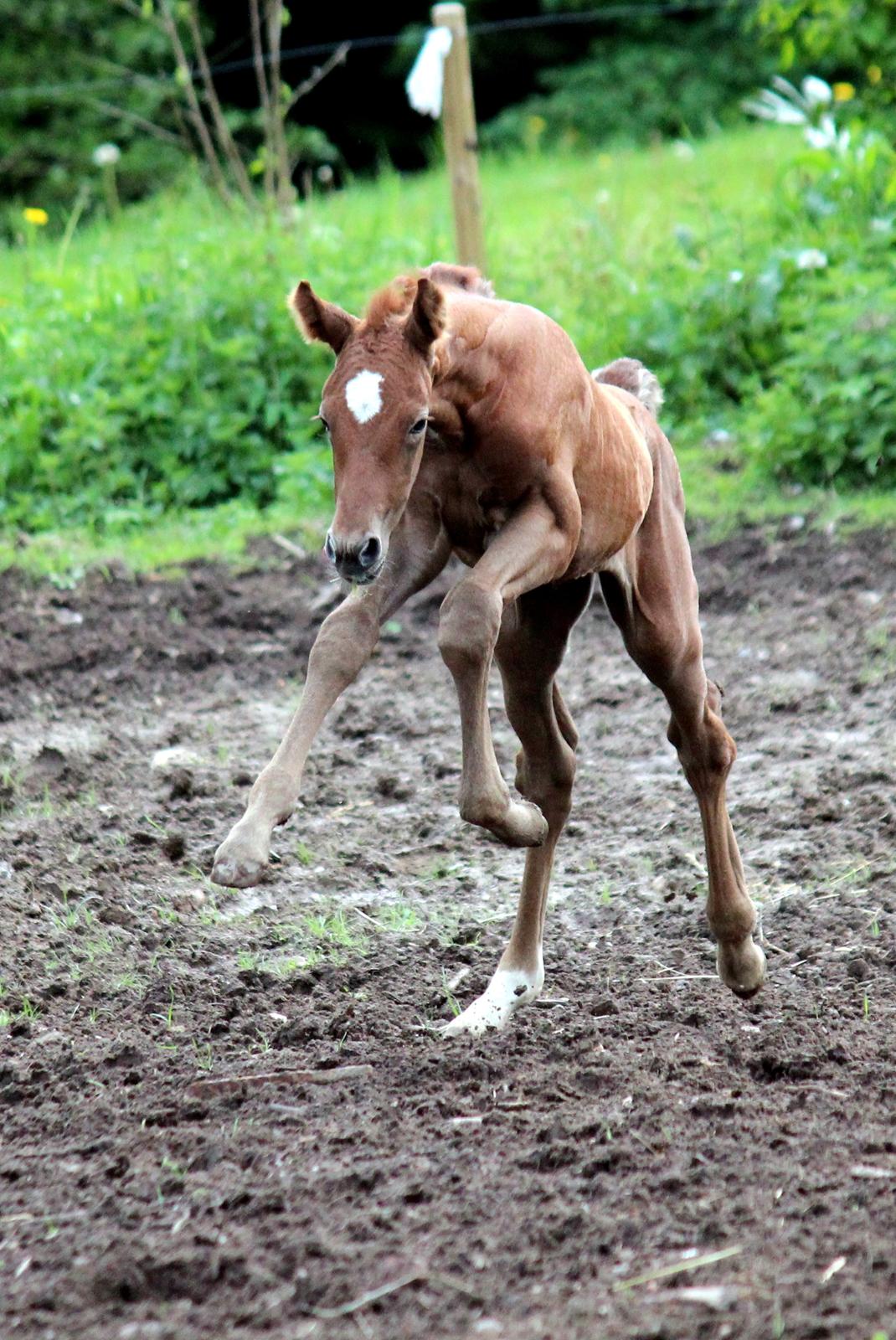 Anden særlig race Schokko La billede 20