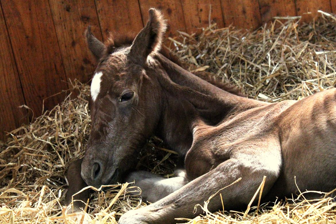 Anden særlig race Schokko La billede 18