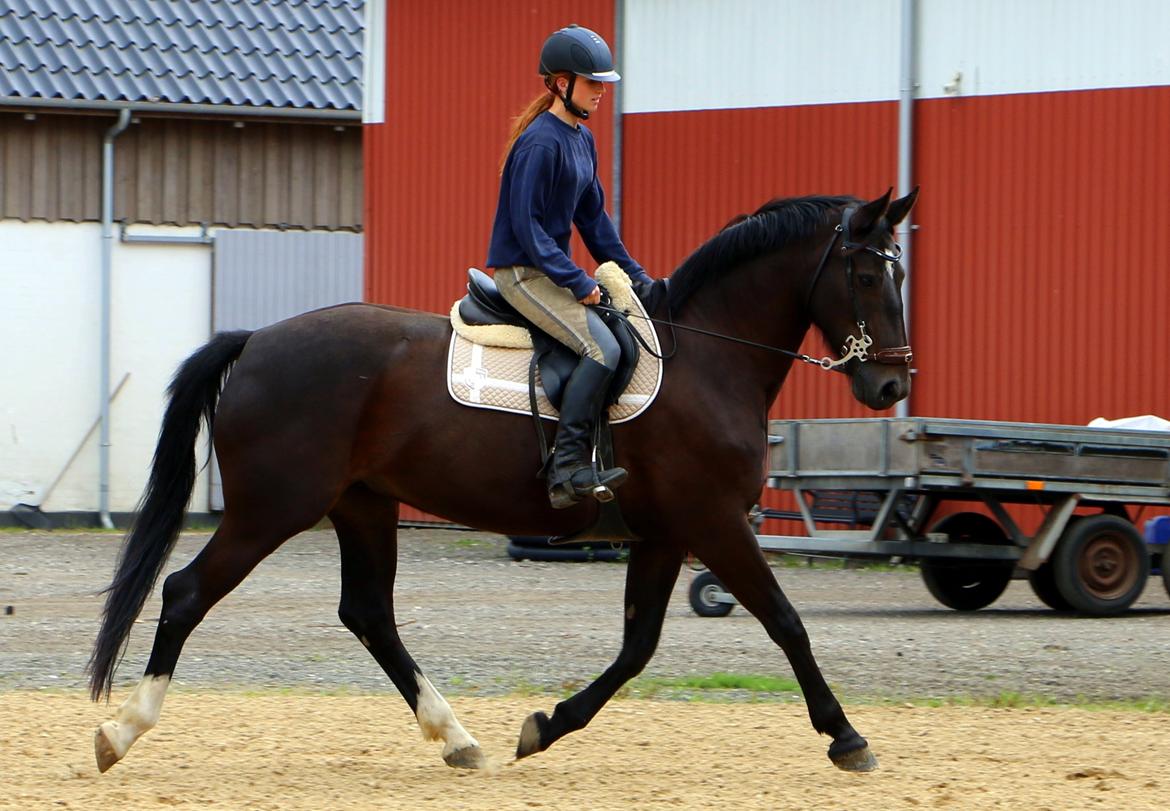 Anden særlig race Bessie - 14. juli 2016 billede 5