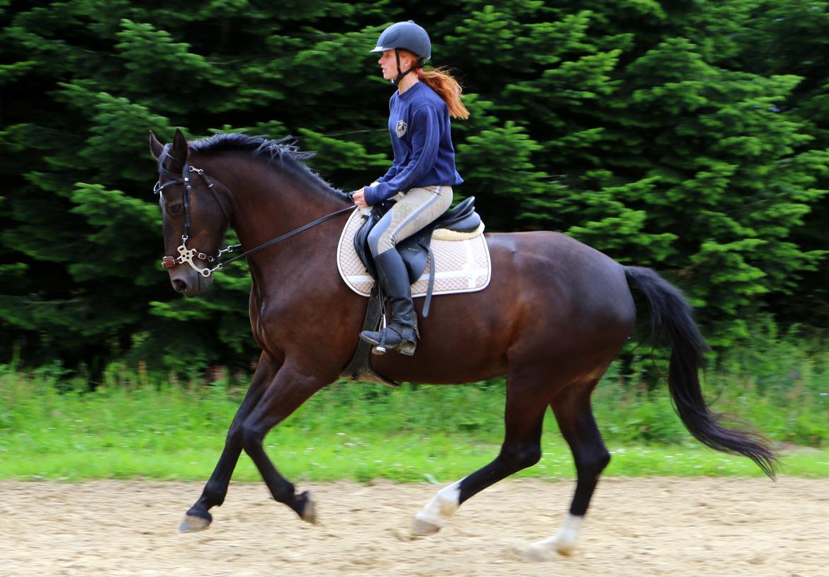 Anden særlig race Bessie - 14. juli 2016 billede 6