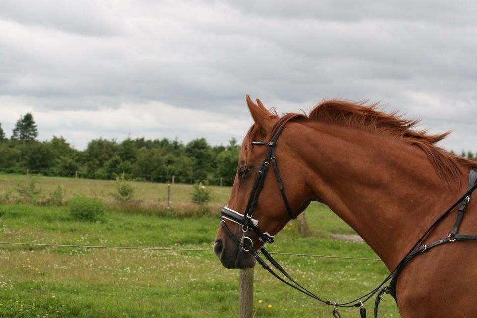 Anden særlig race Djibsi May - 2. Gang jeg sprang på hende :D billede 1